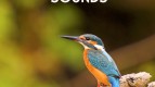 Звуки птиц