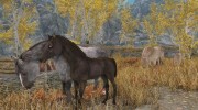 Foals of Skyrim для TES V: Skyrim миниатюра 1