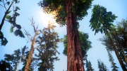 INSANITY Vegetaton Update 1.0 Light версия для GTA San Andreas миниатюра 2