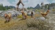 Man Sized Chickens для TES V: Skyrim миниатюра 1