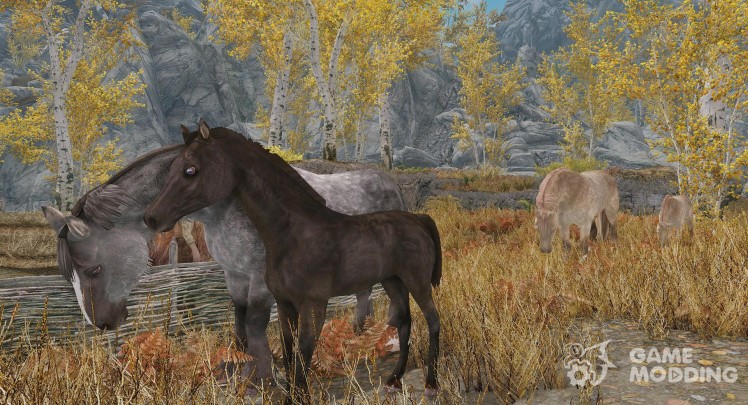 Foals of Skyrim