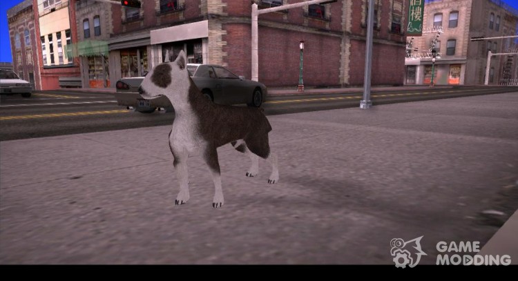 Bull terrier para GTA San Andreas