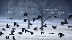 The sounds of crows