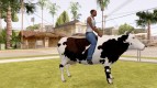 Riding a cow