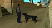 Ротвейлер para GTA San Andreas miniatura 2