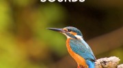Звуки птиц для GTA San Andreas миниатюра 1