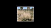 2K Grass Textures para GTA San Andreas miniatura 3