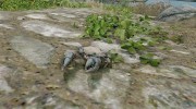 Hermit The Baby Mudcrab Follower for TES V: Skyrim miniature 1