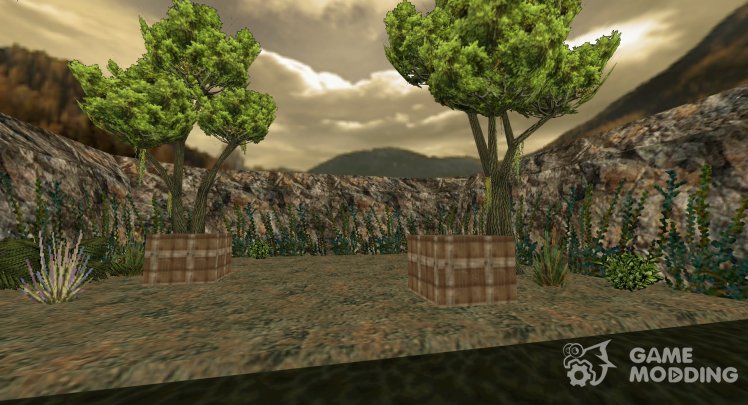 Aim_rainforest
