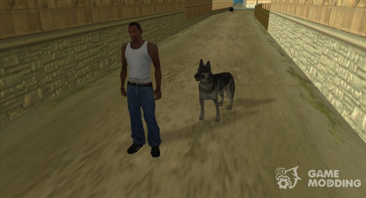 Perro